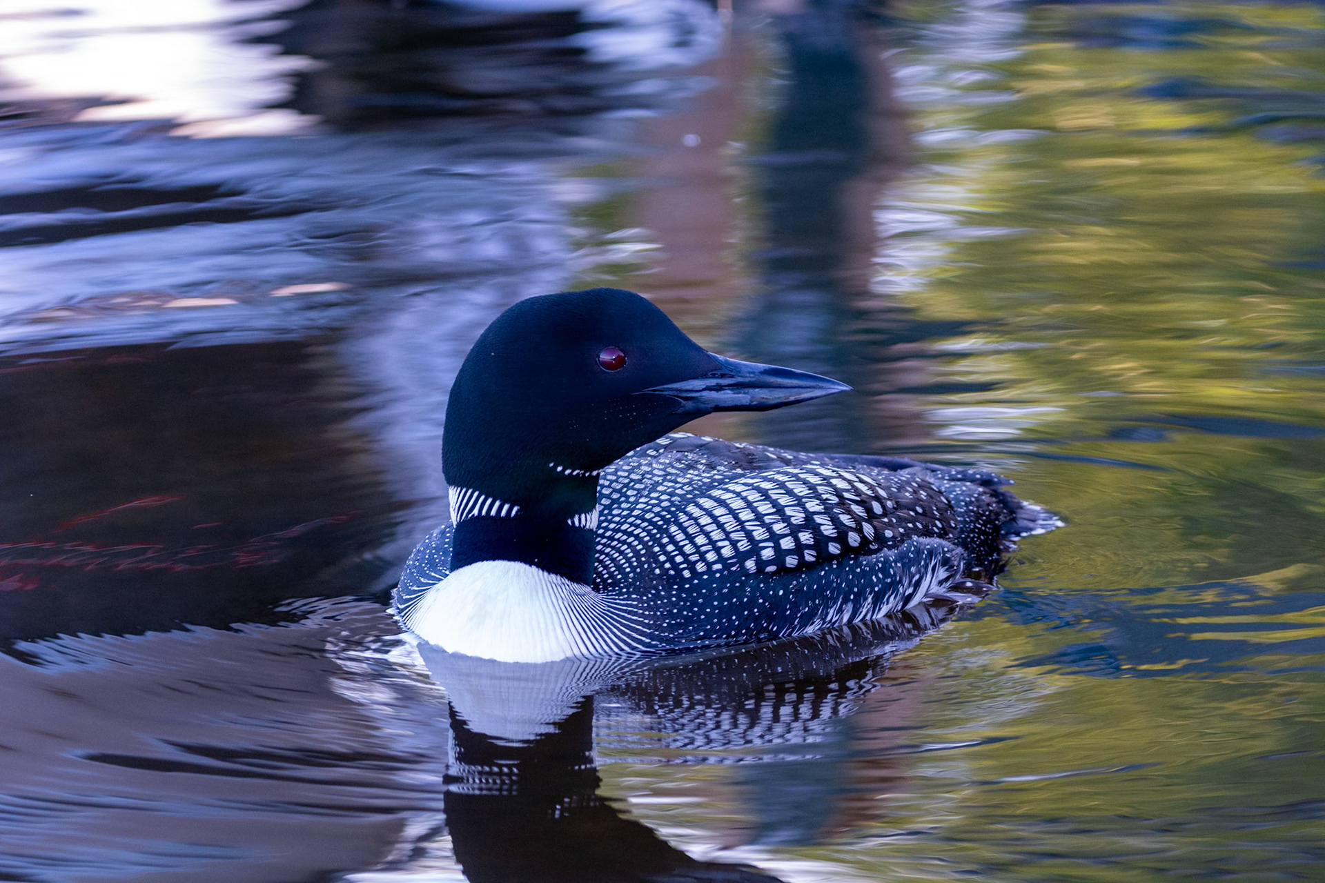 Loon By Dock