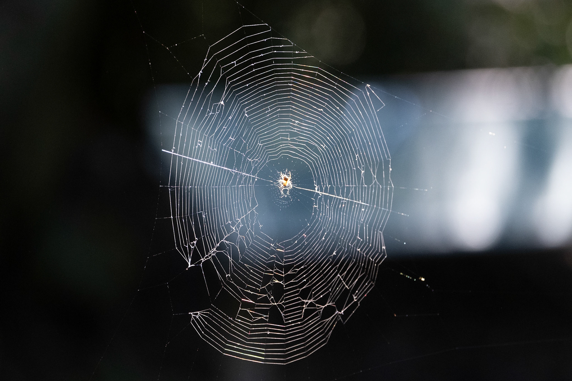 Spider in her Web