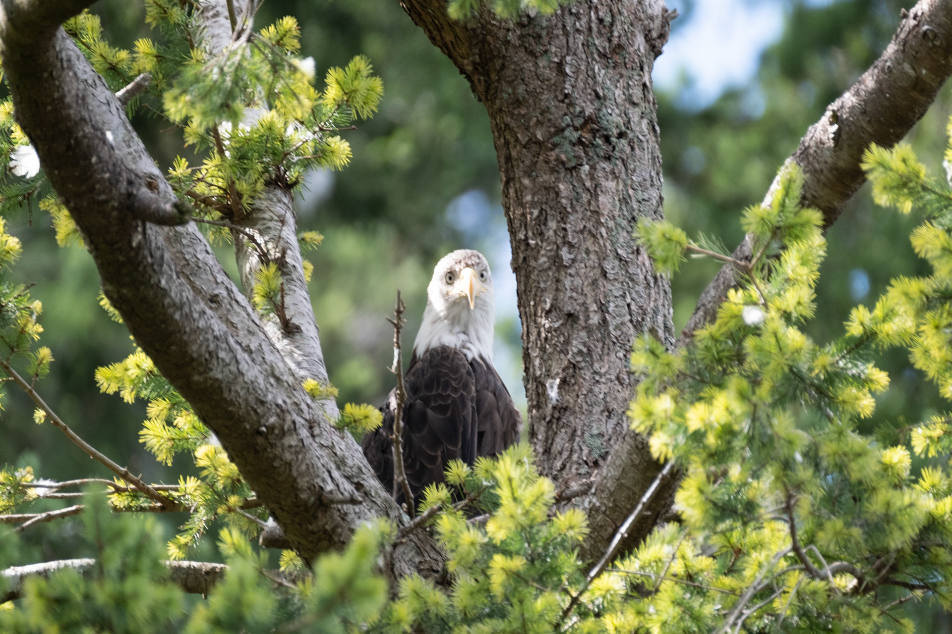 Bald Eagle