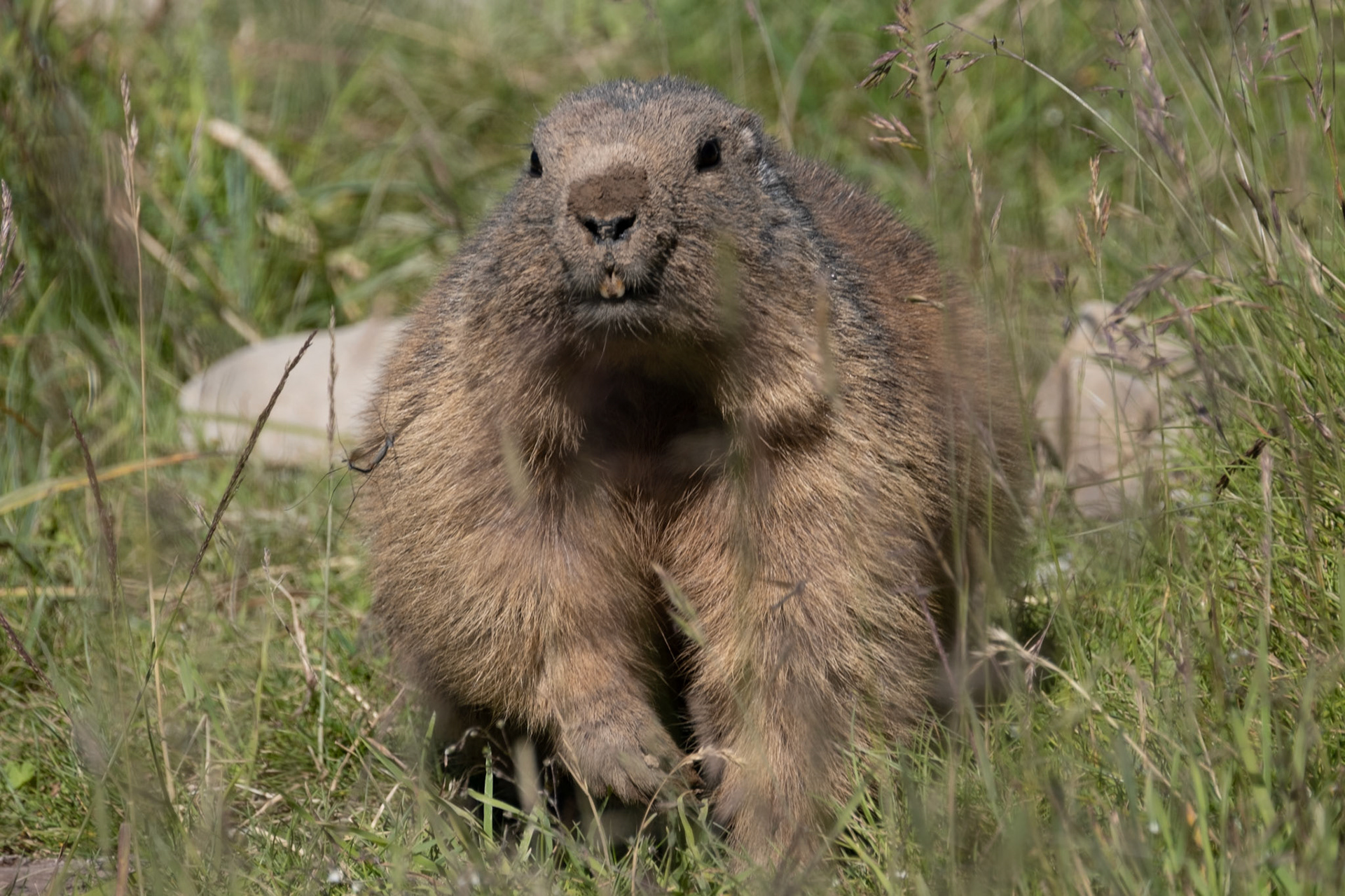 Marmot