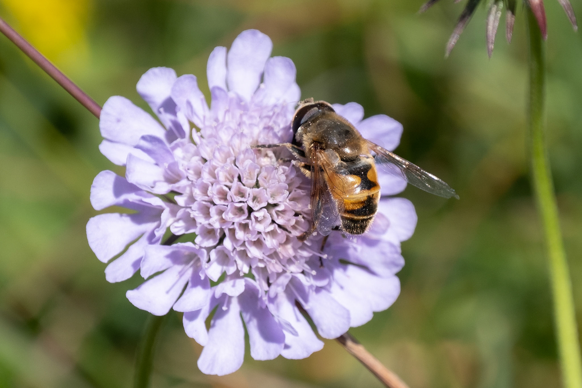 Honey Bee