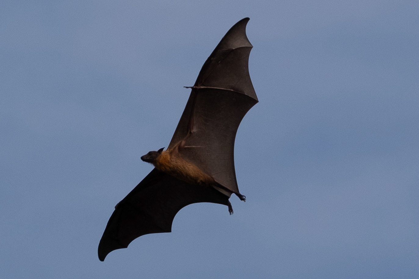 Flying Fox