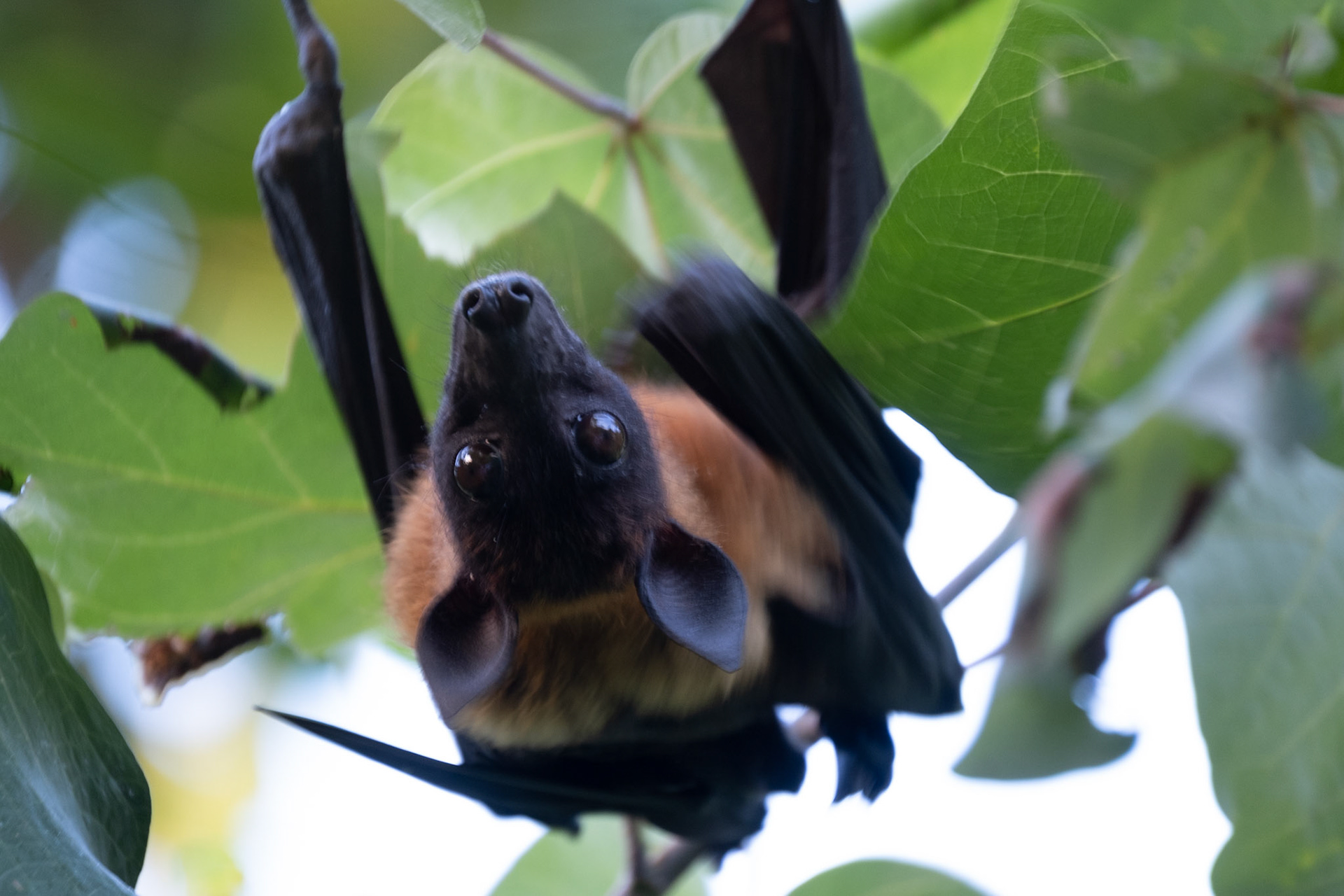 Flying Fox