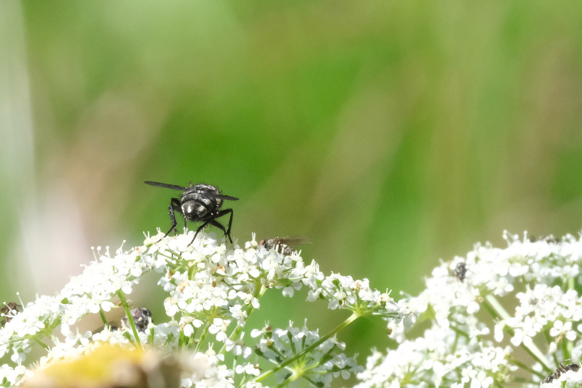Fly