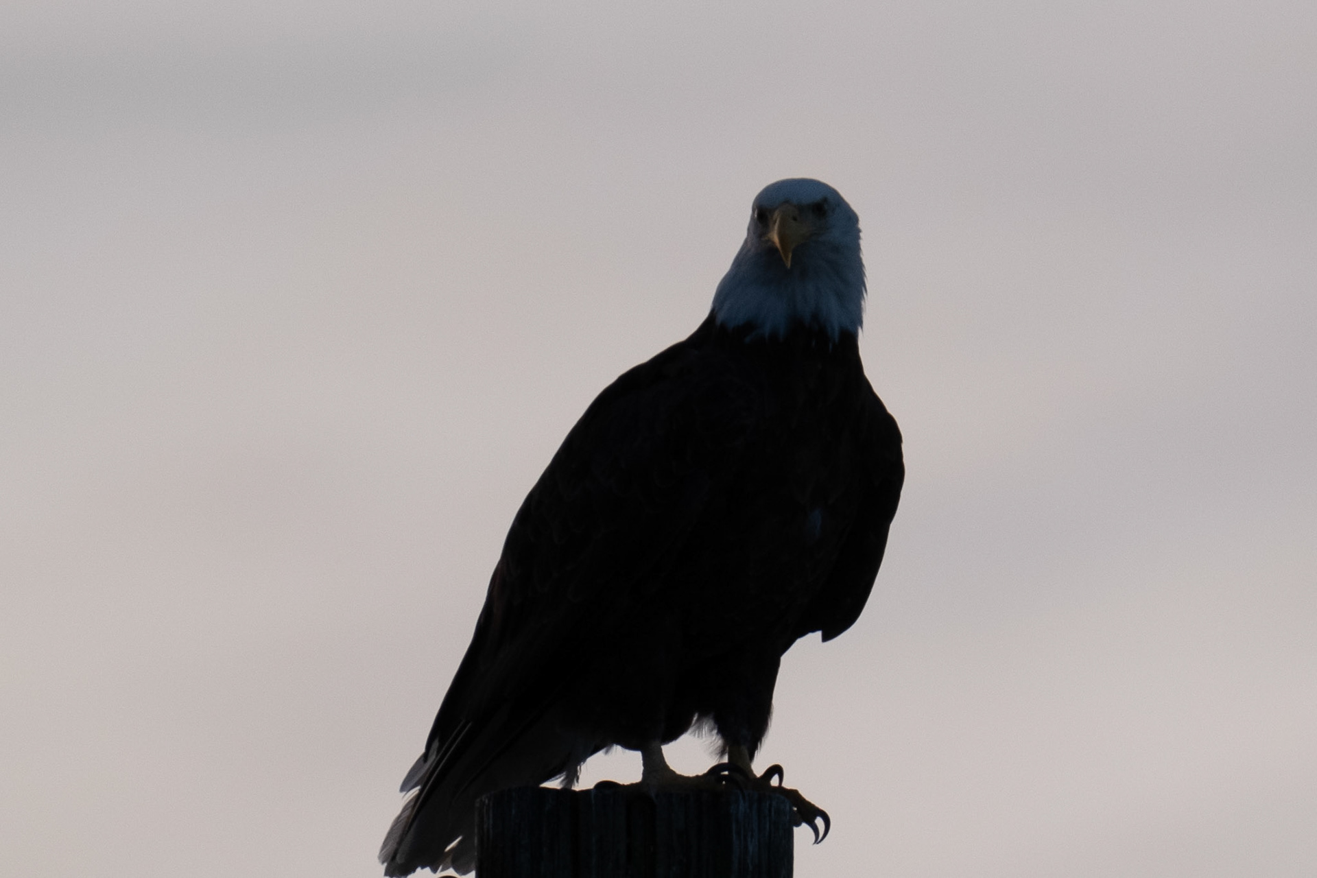 Bald Eagle