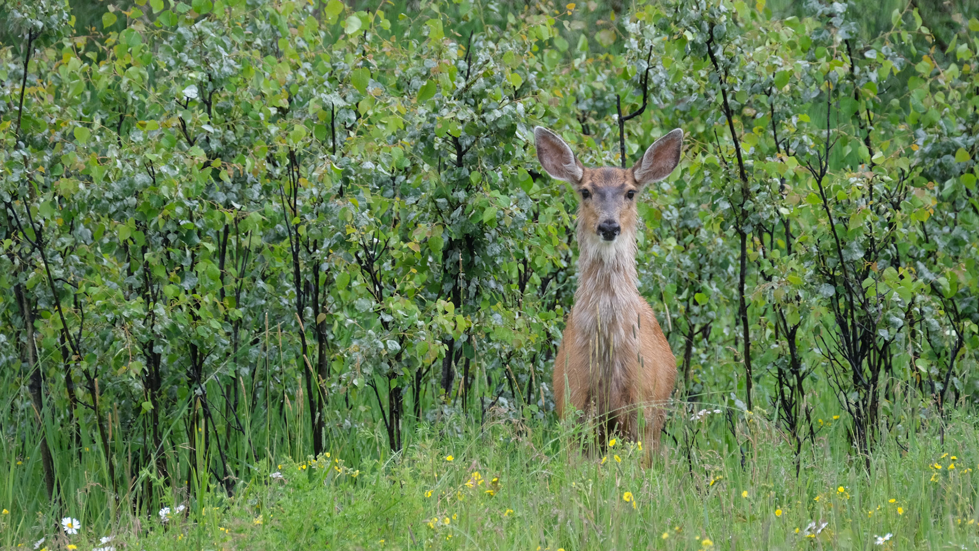 Deer