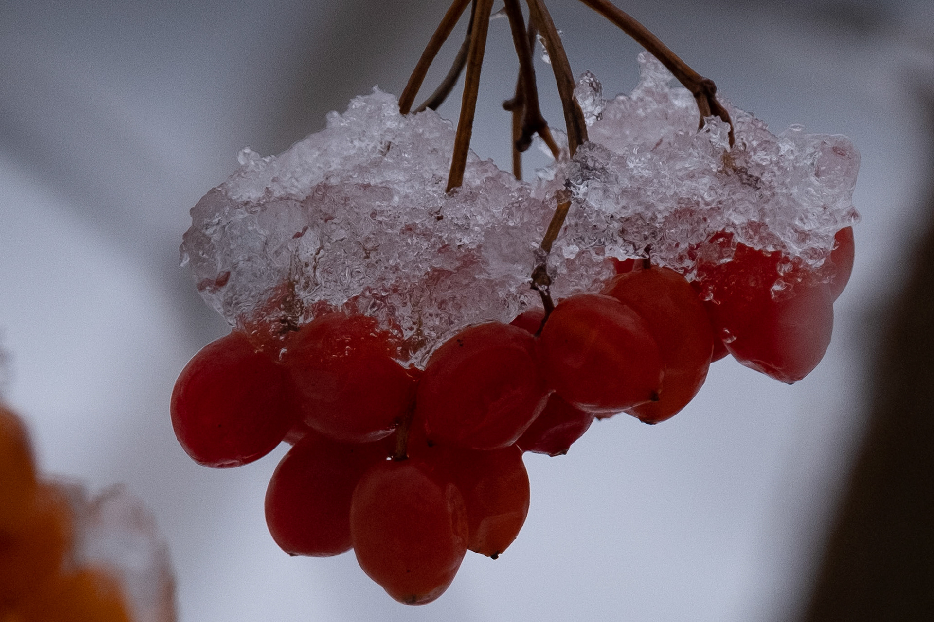 Fruit with Ice