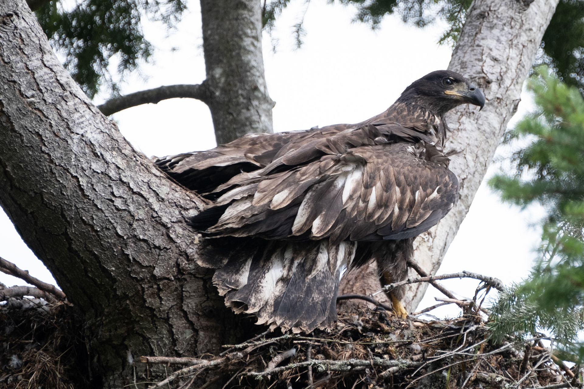 Young Bald Eagle
