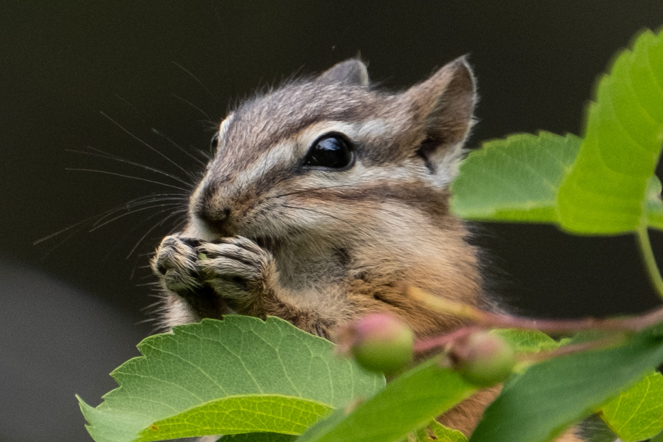 Chipmonk