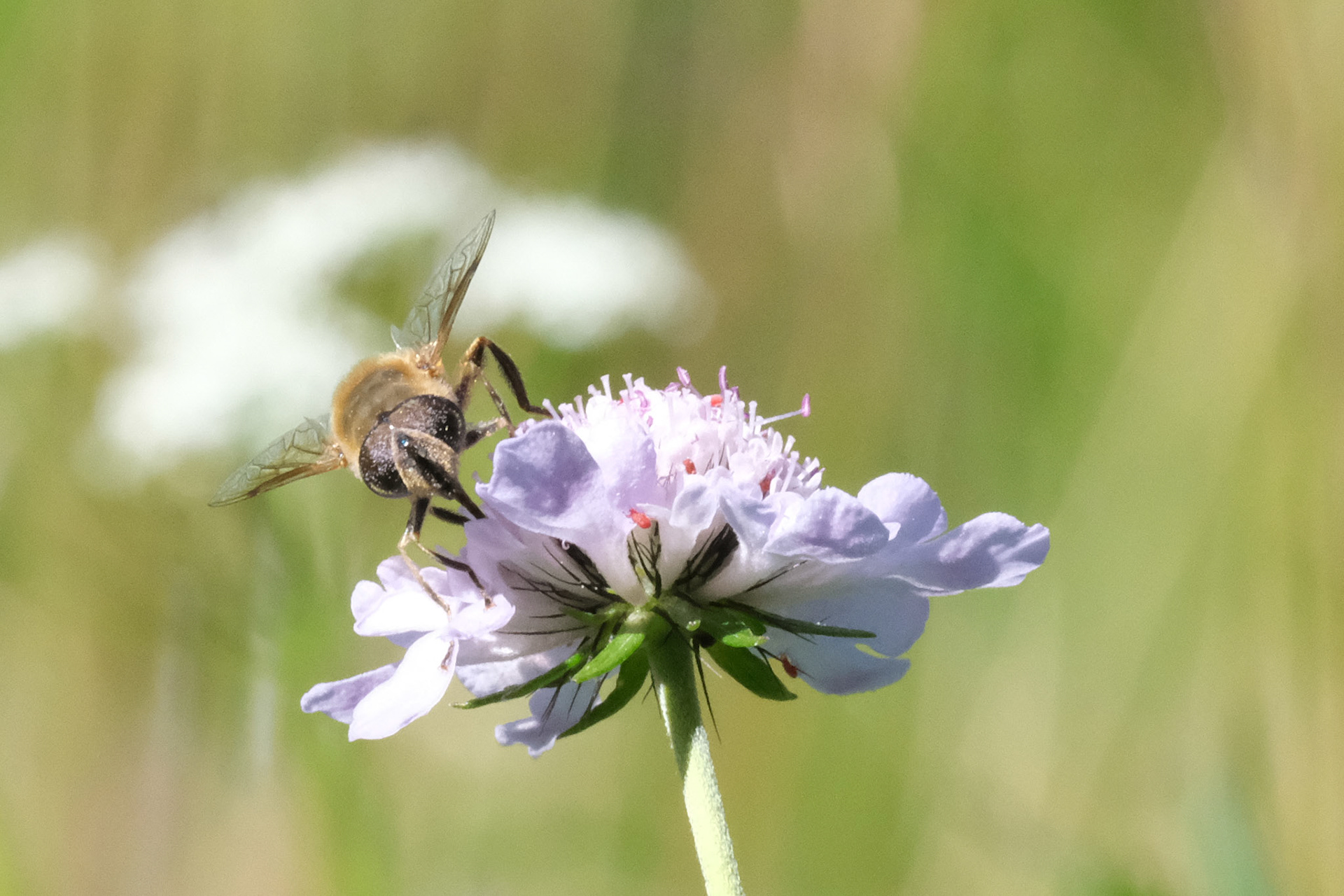 Honey Bee