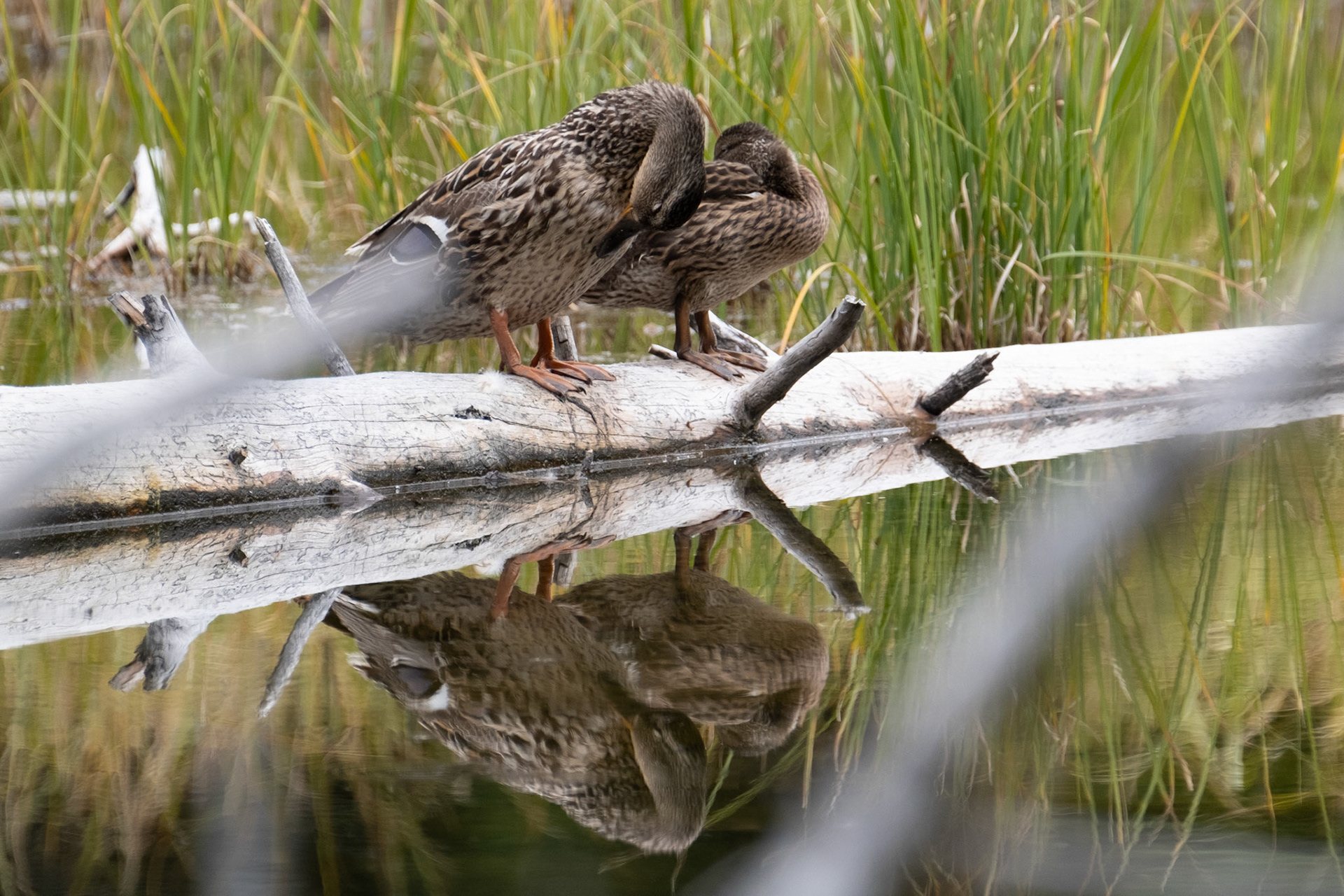 Ducks