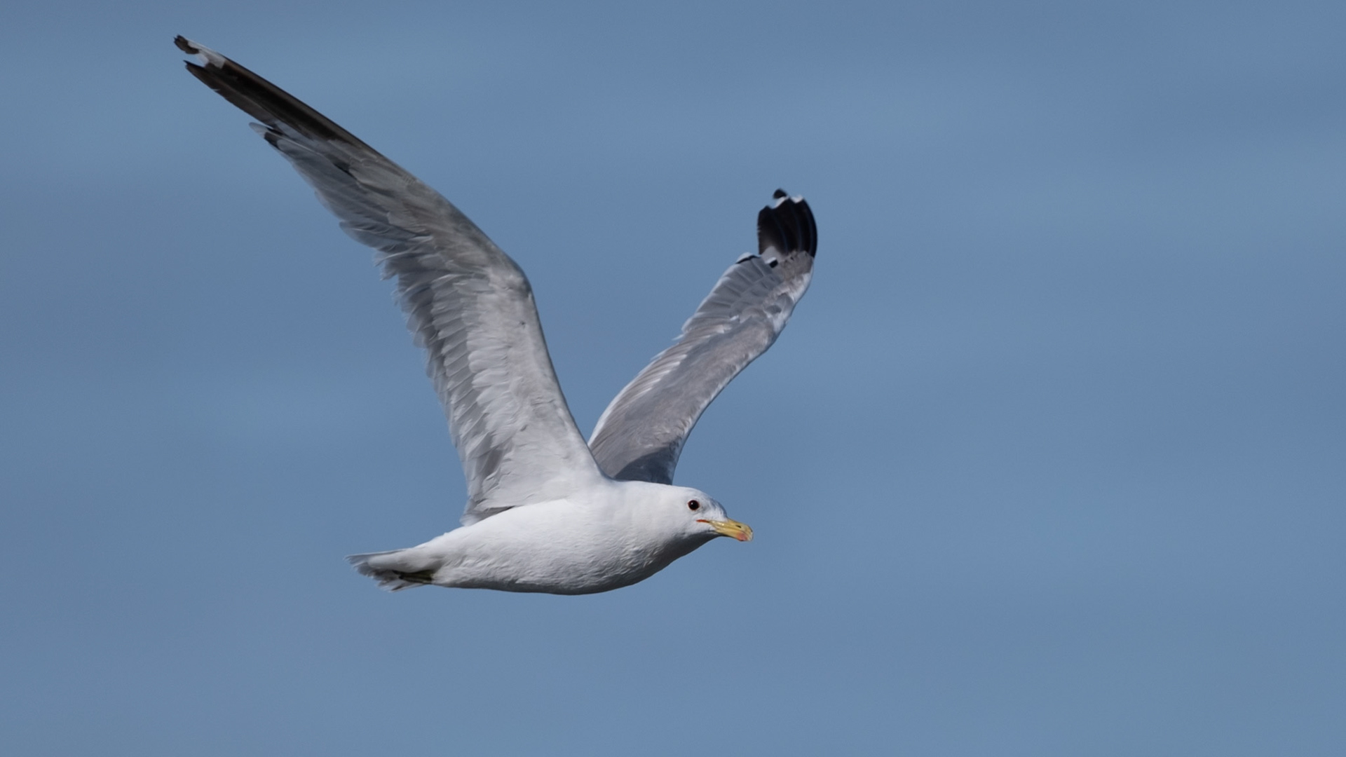 Seagull