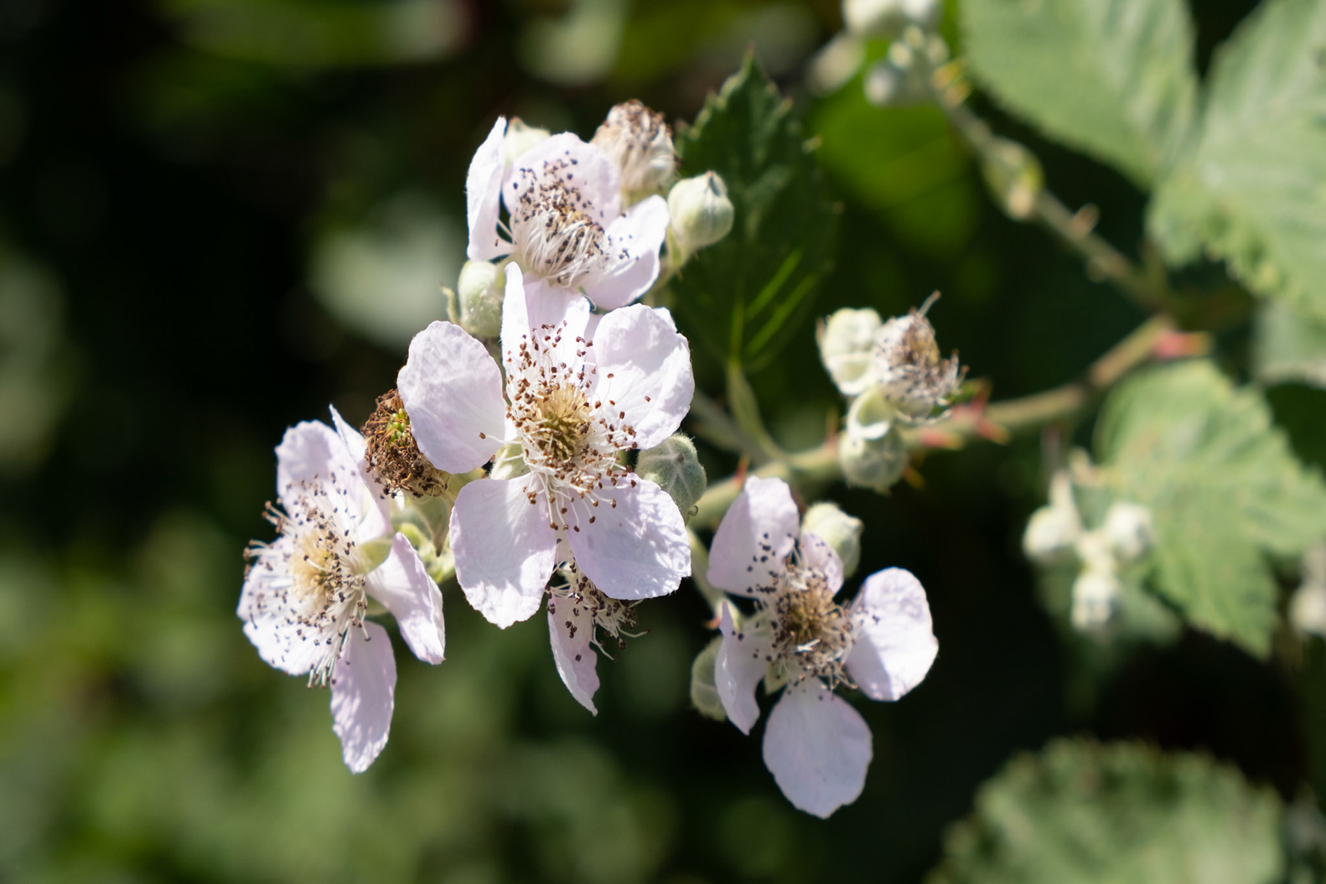 Apple Tree Blossom