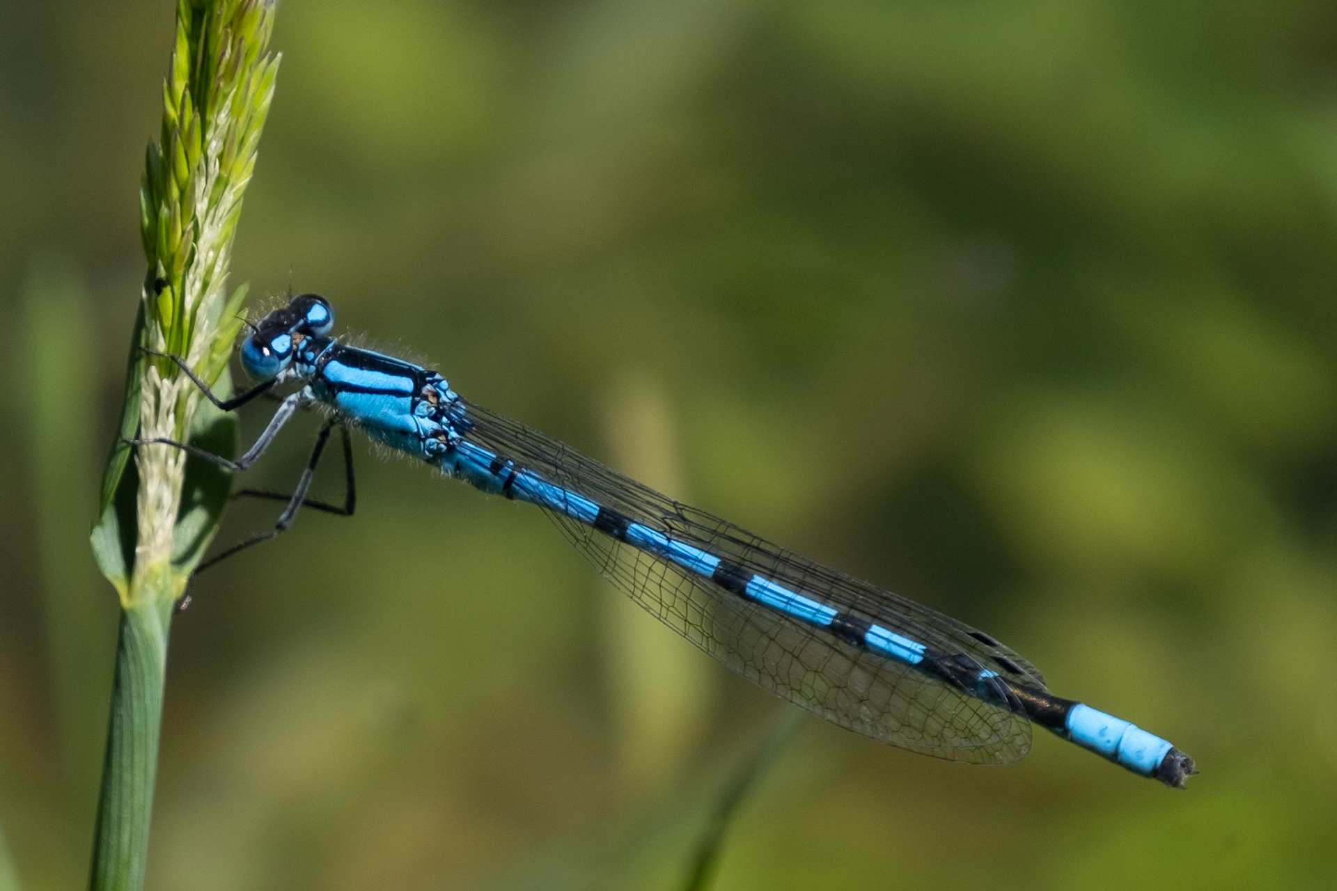 Dragon-Fly
