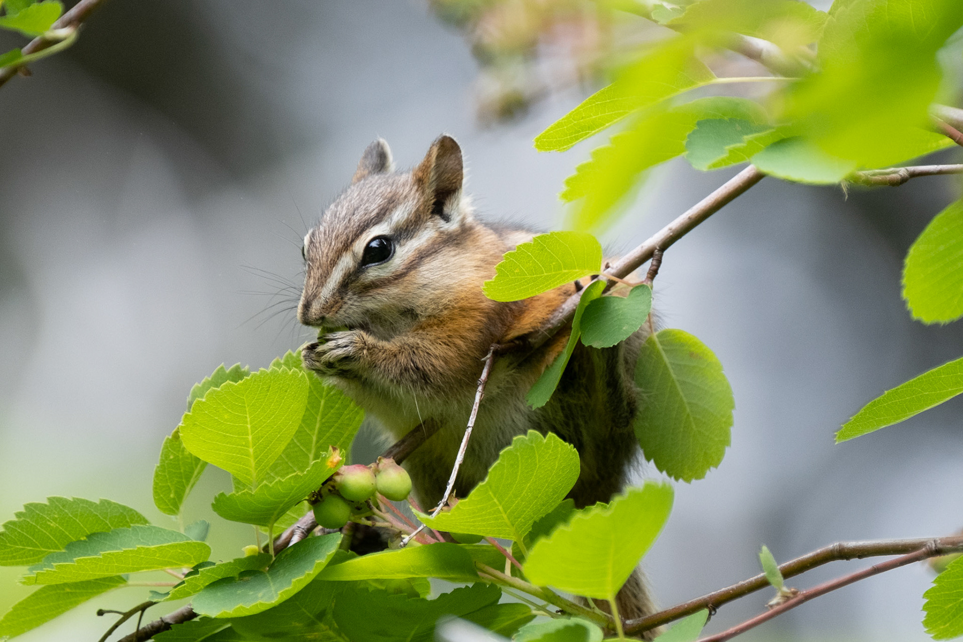 Chipmonk