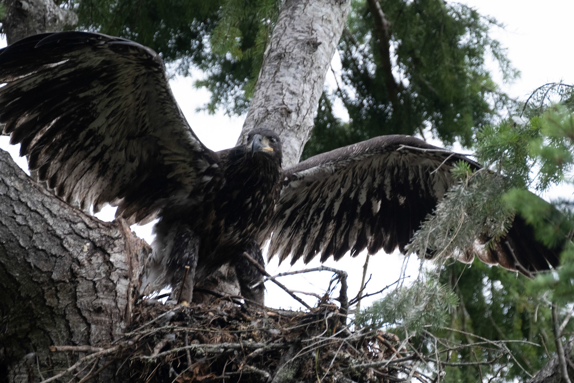 Young Bald Eagle