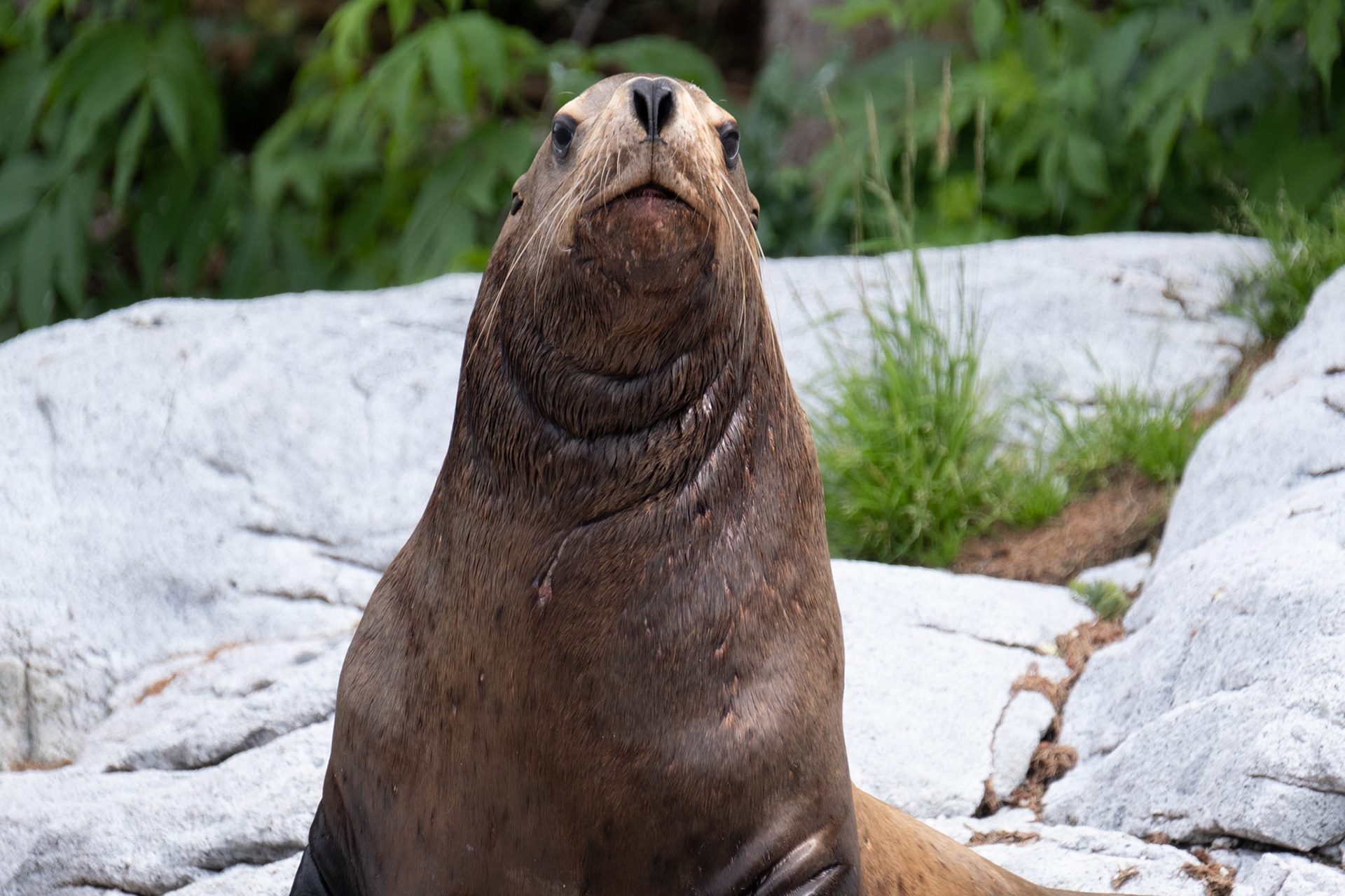 Sea Lion