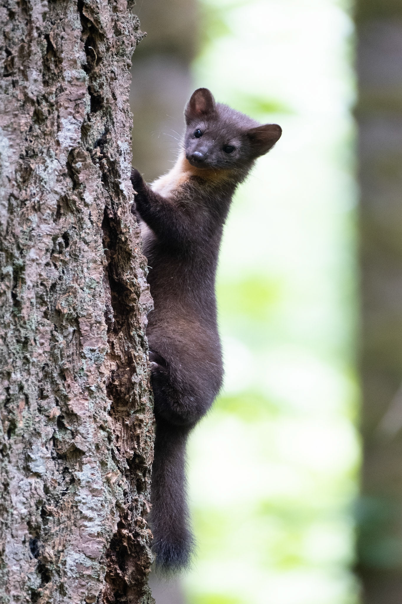 Marten