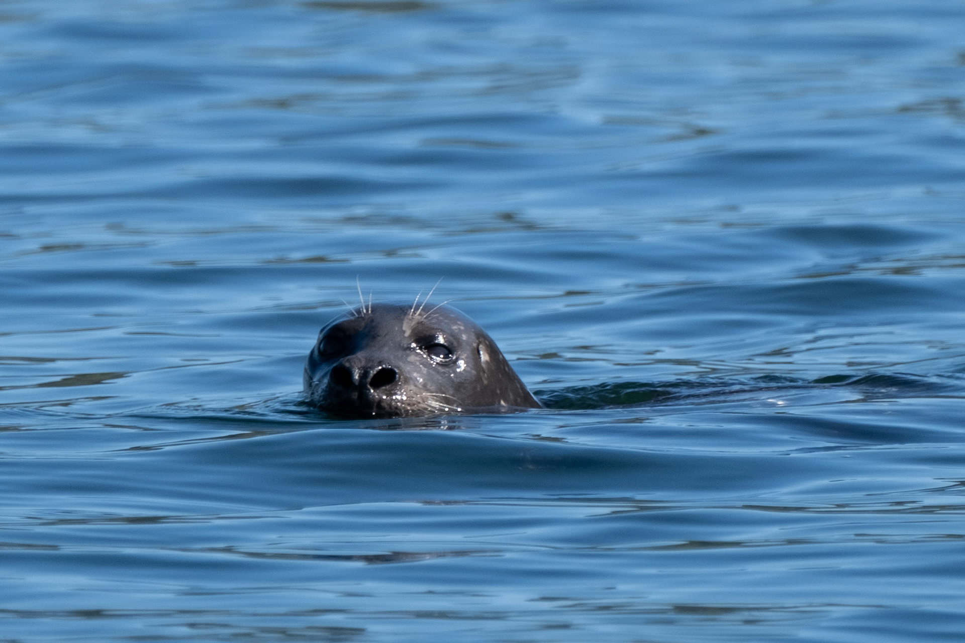 Seal