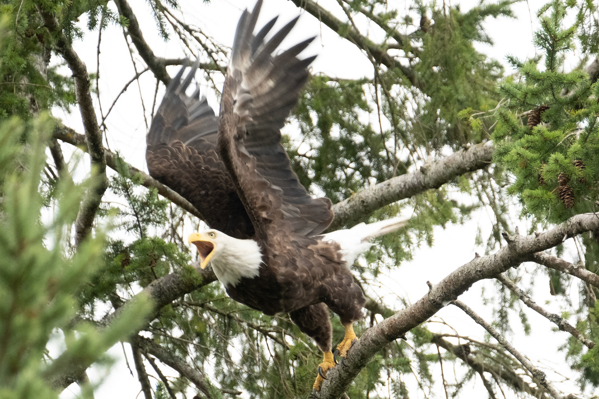 Bald Eagle