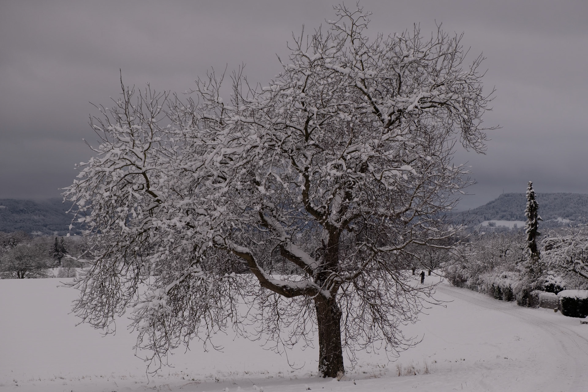 Tree in Winter