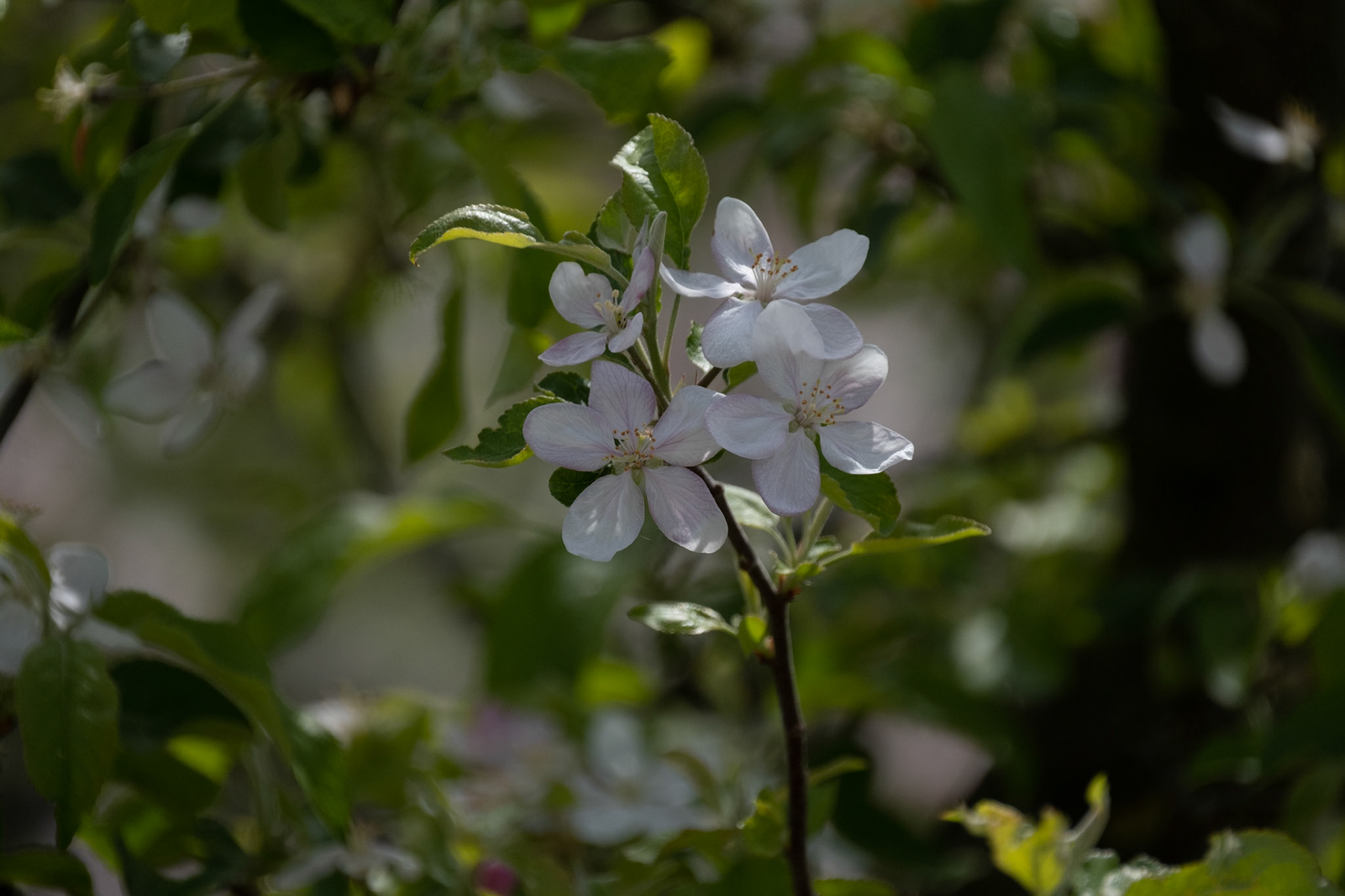 Apple Tree Blossom