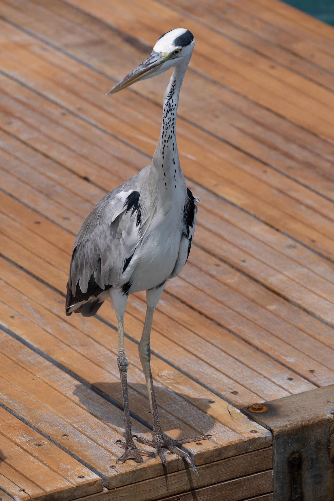 Gray Heron