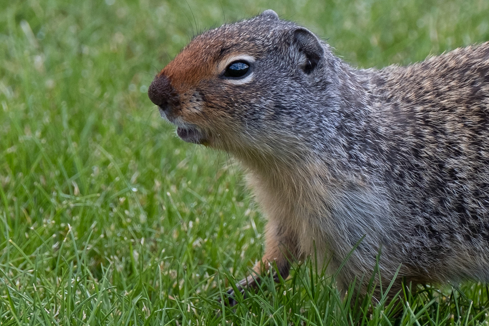 Marmot