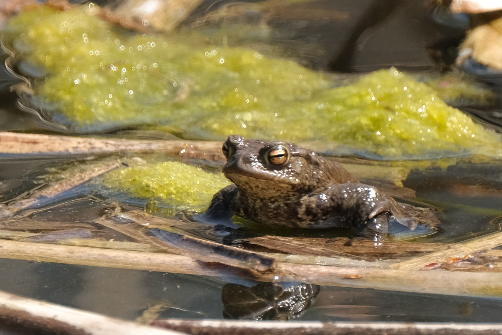 Frog