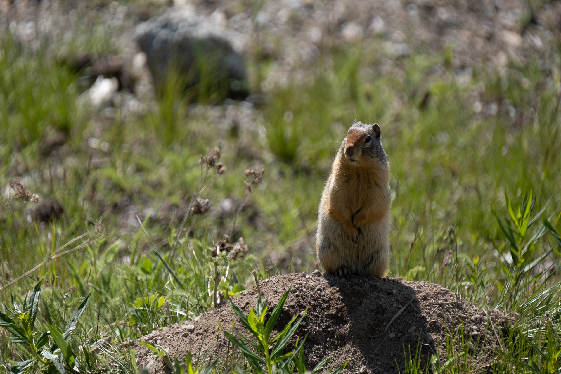Marmot