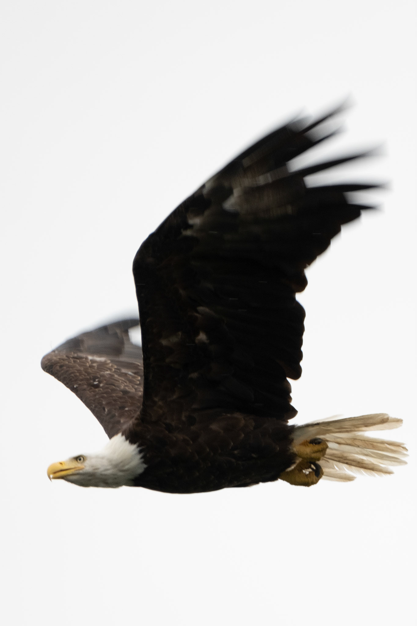 Bald Eagle