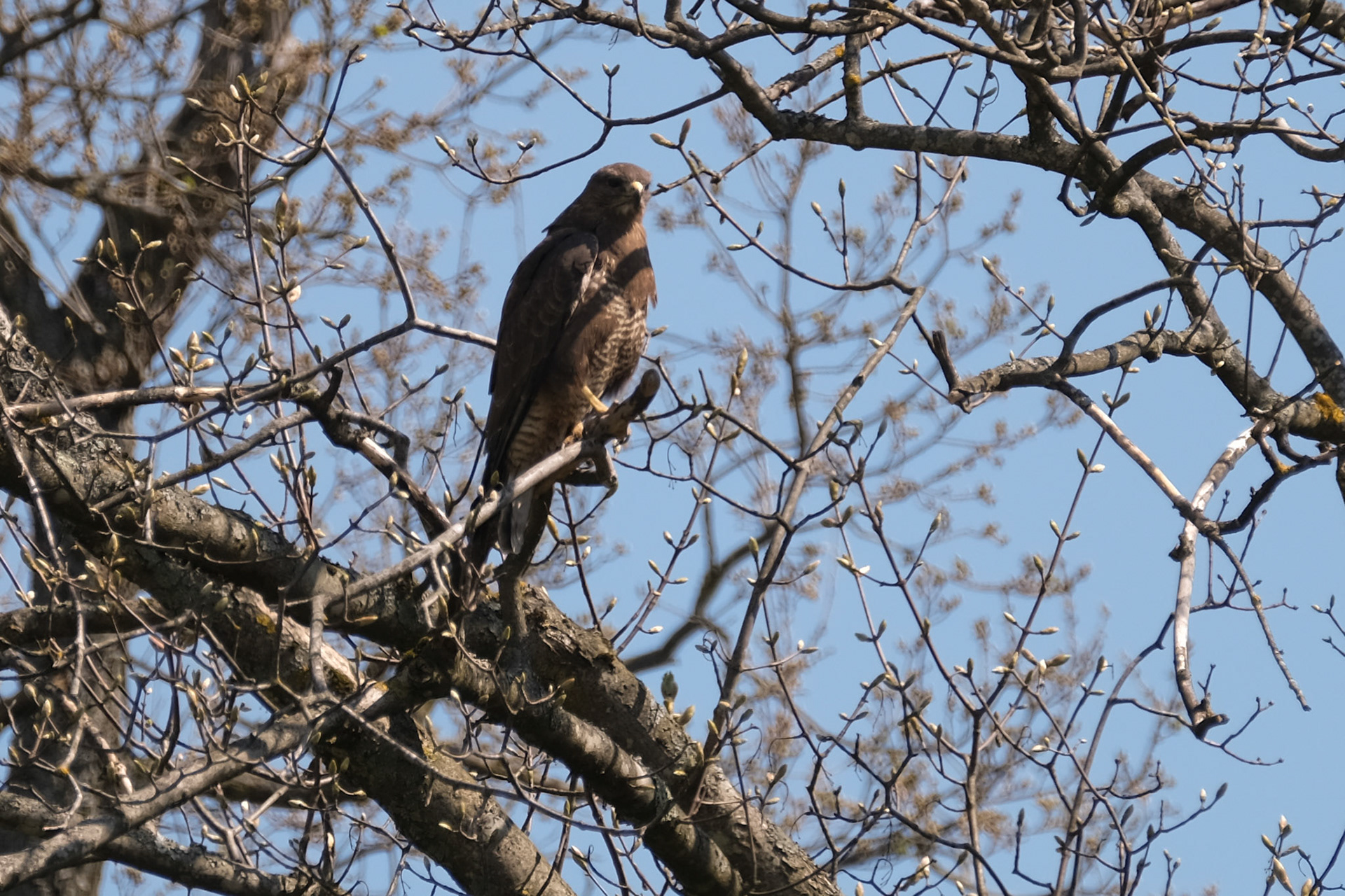 Buzzard