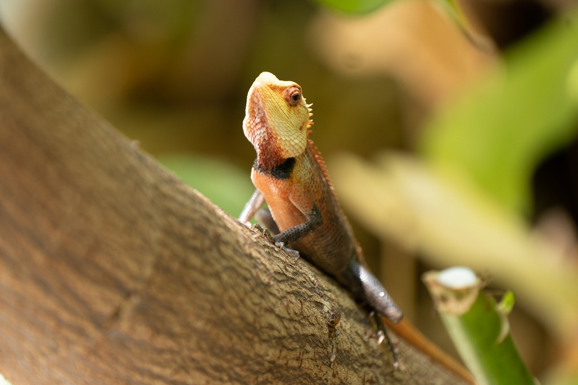 Lizard