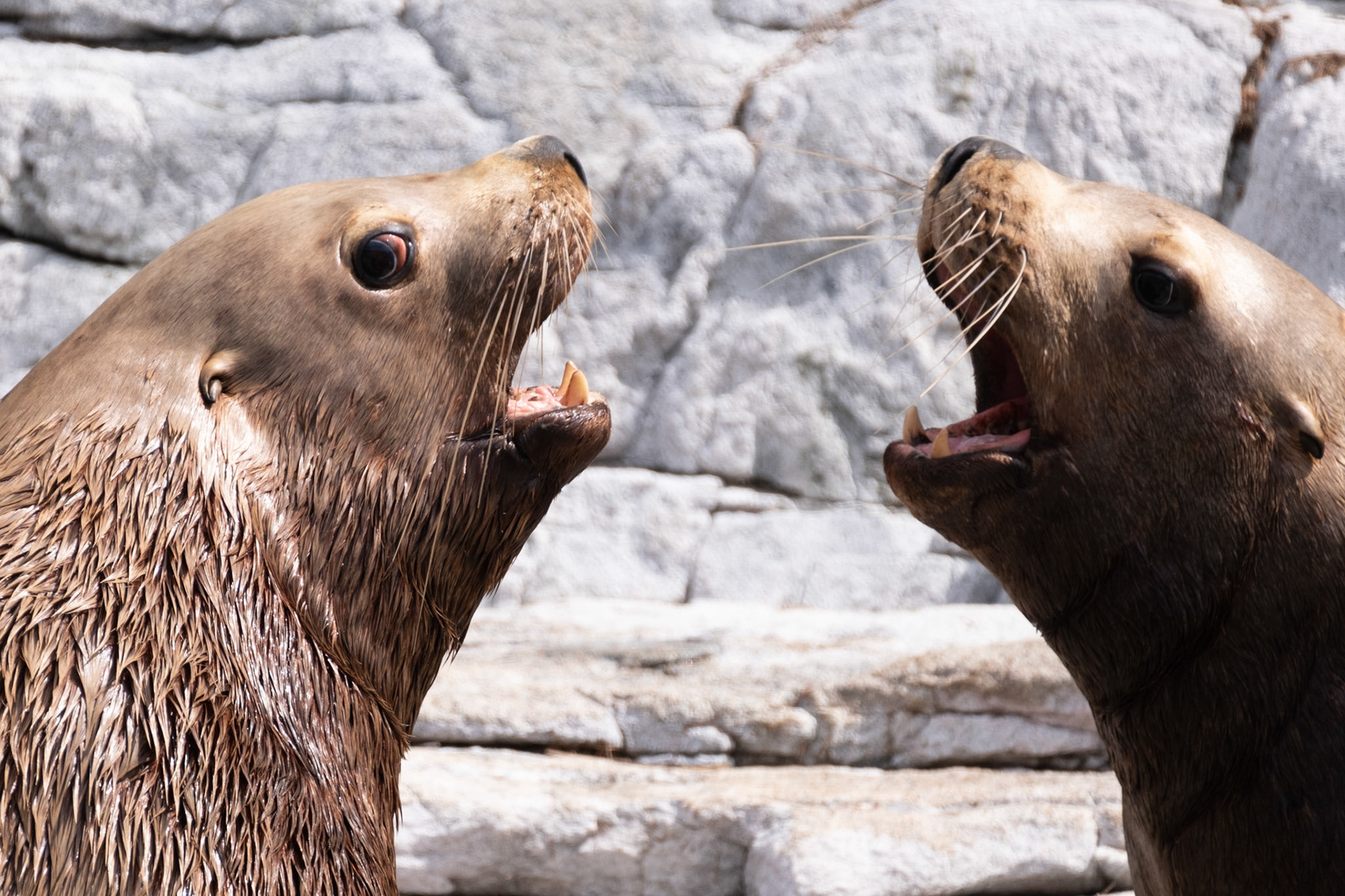 Sea Lion