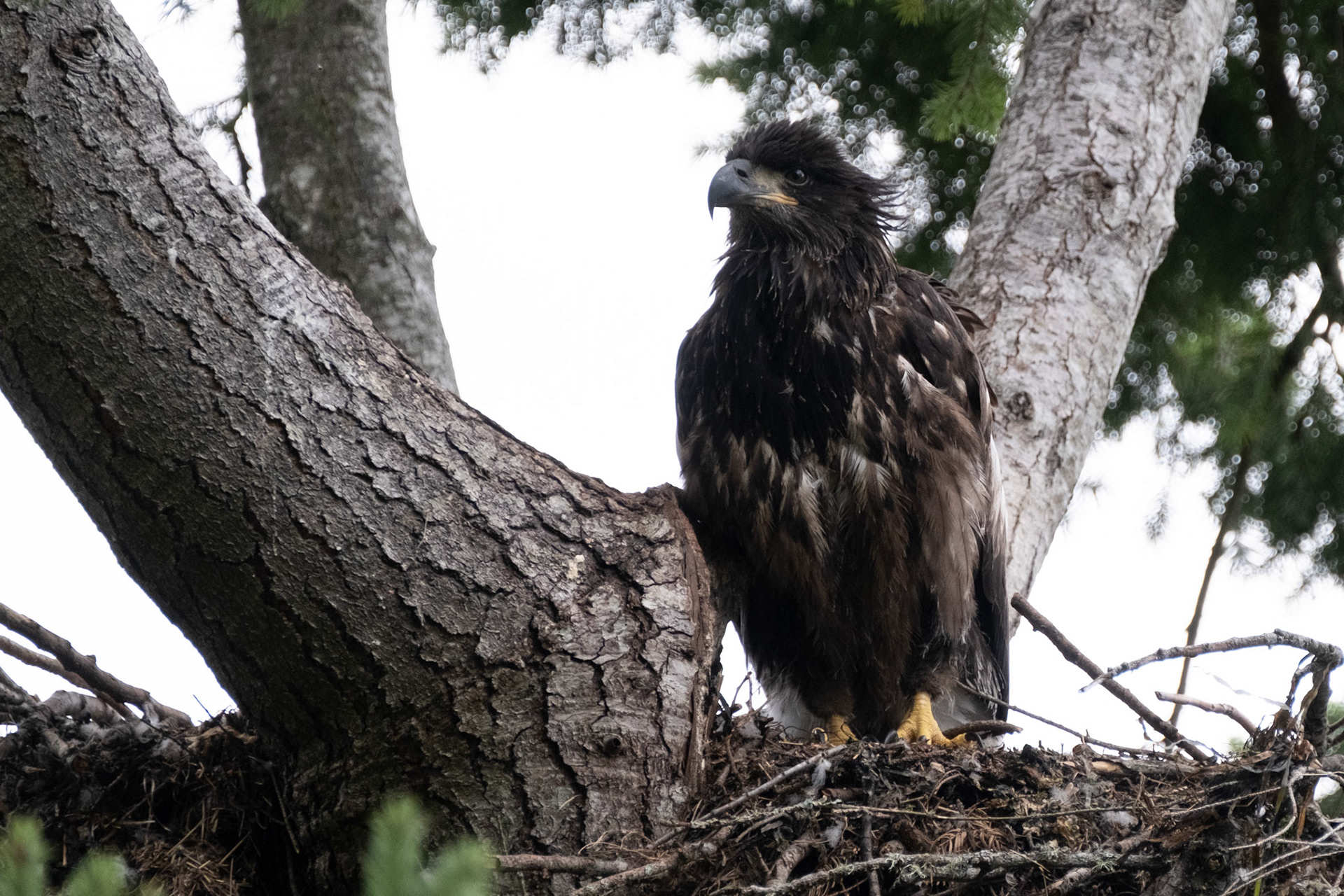 Young Bald Eagle