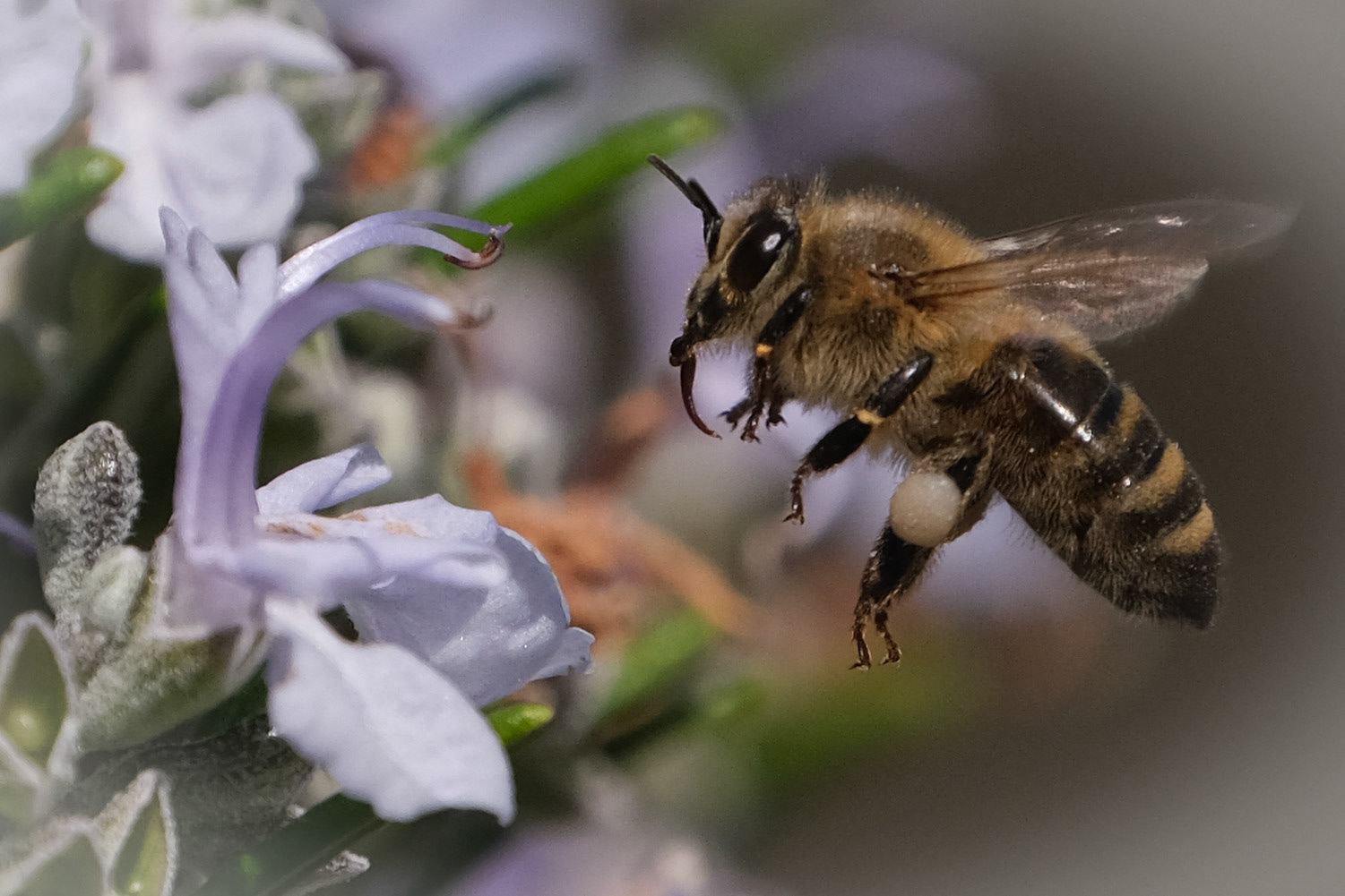 Honey Bee