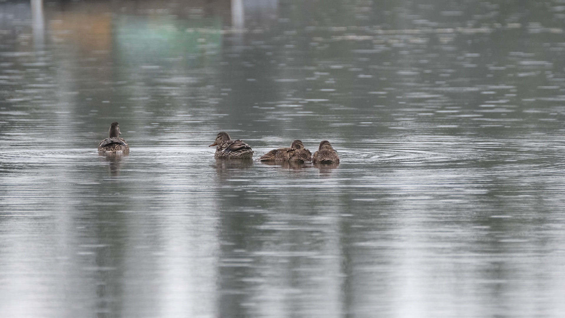 Ducks
