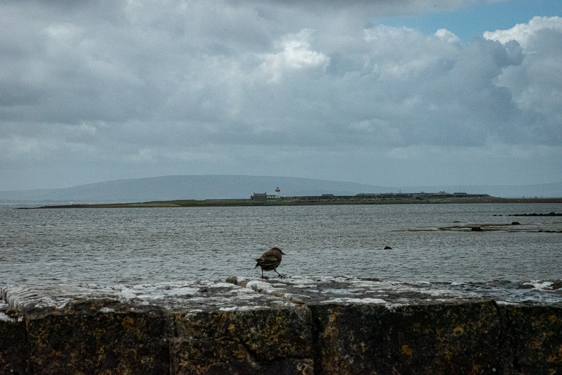 A bird on the larch in Galway Bay, IRE 