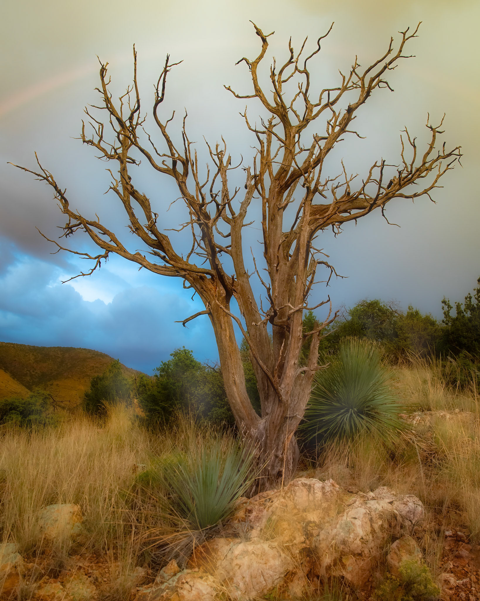 Desert Tree