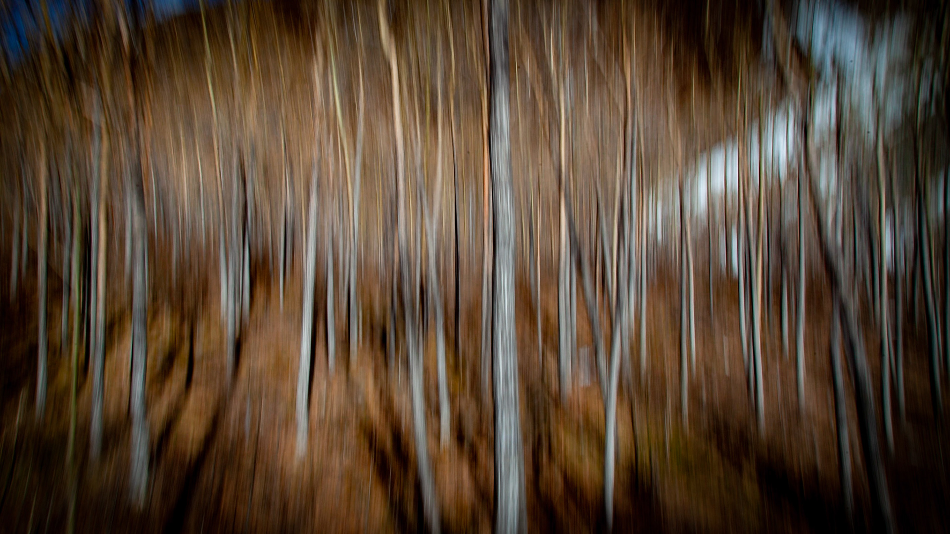 ICM in the Forest