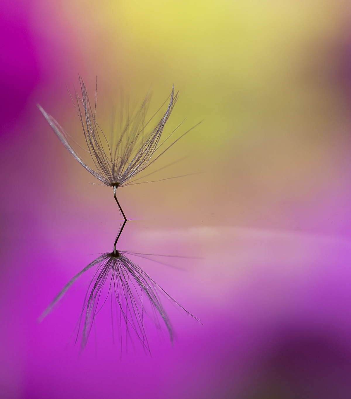 Danilion Reflection