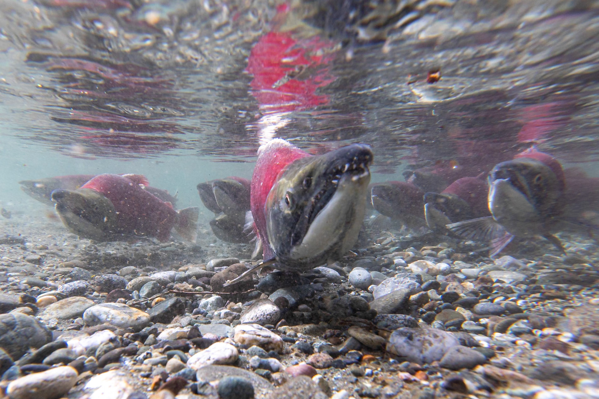 Swimming Upstream