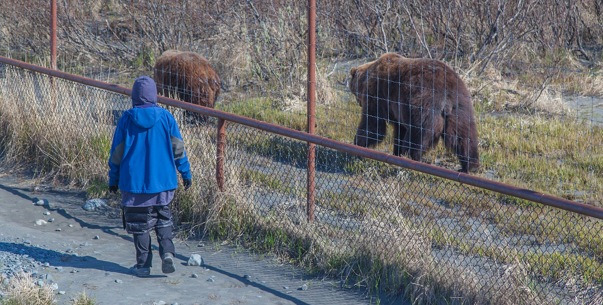 Walking with the bears