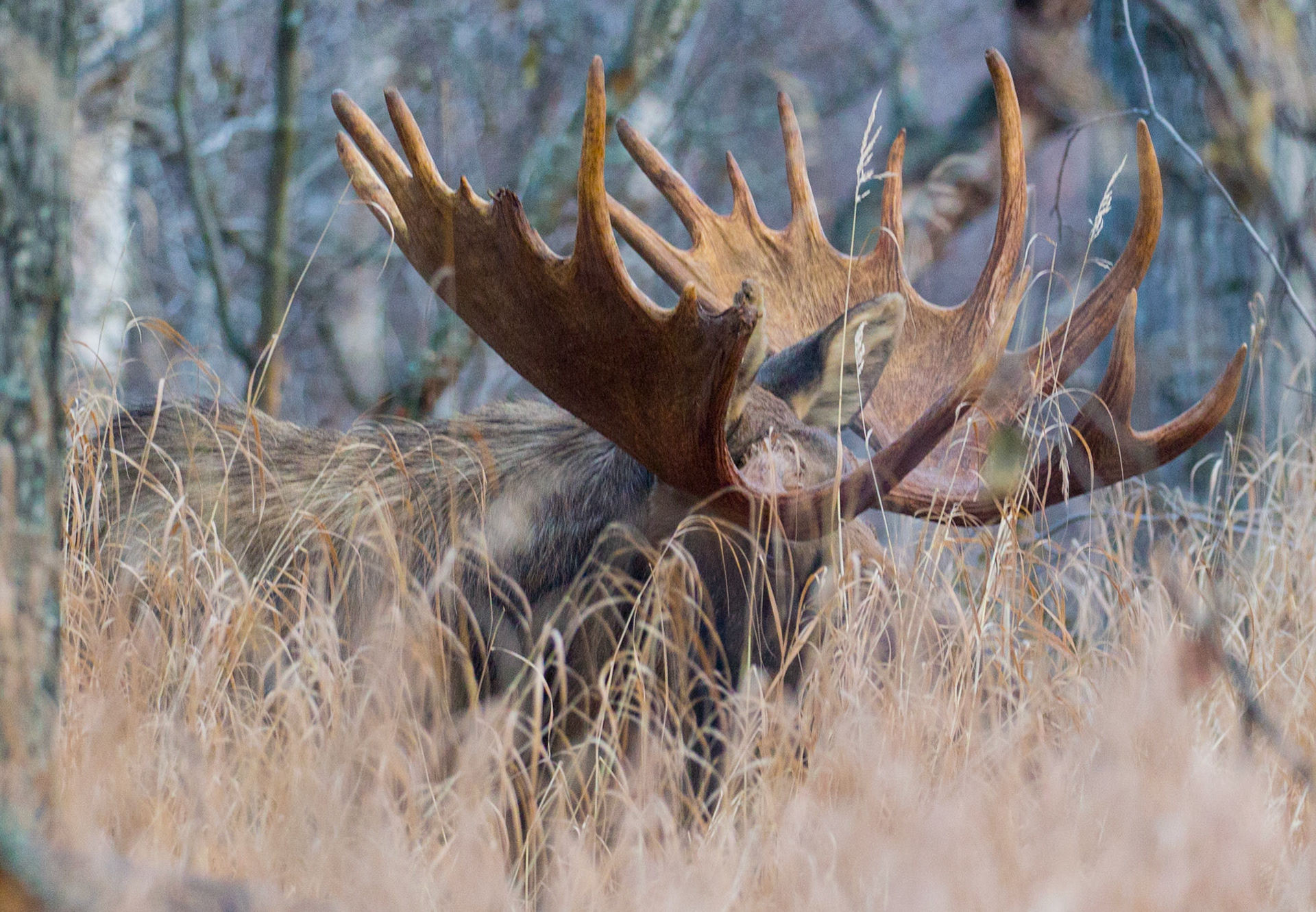 Kincaid Park Bull Moose