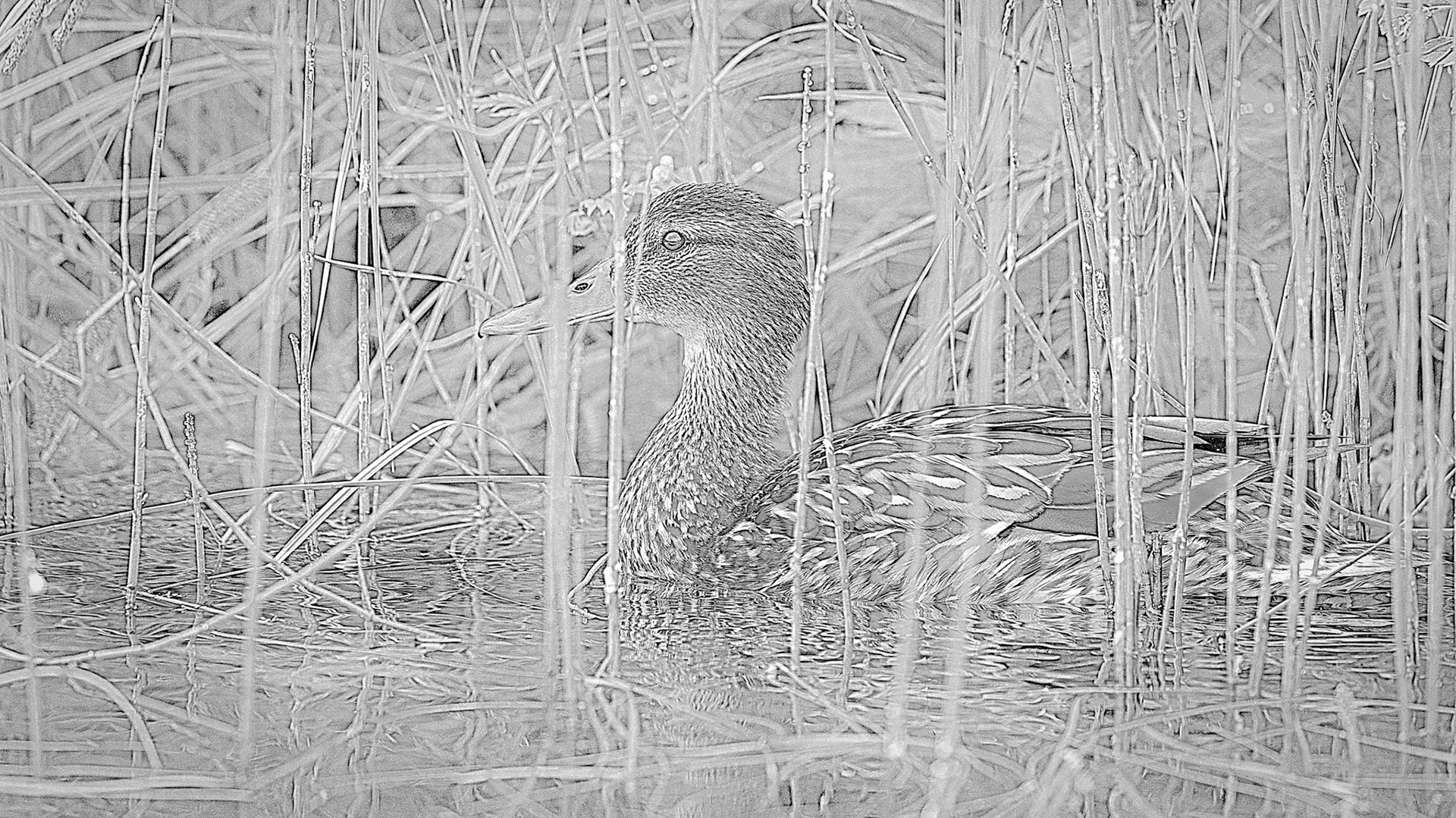 Mallard in the weeds
