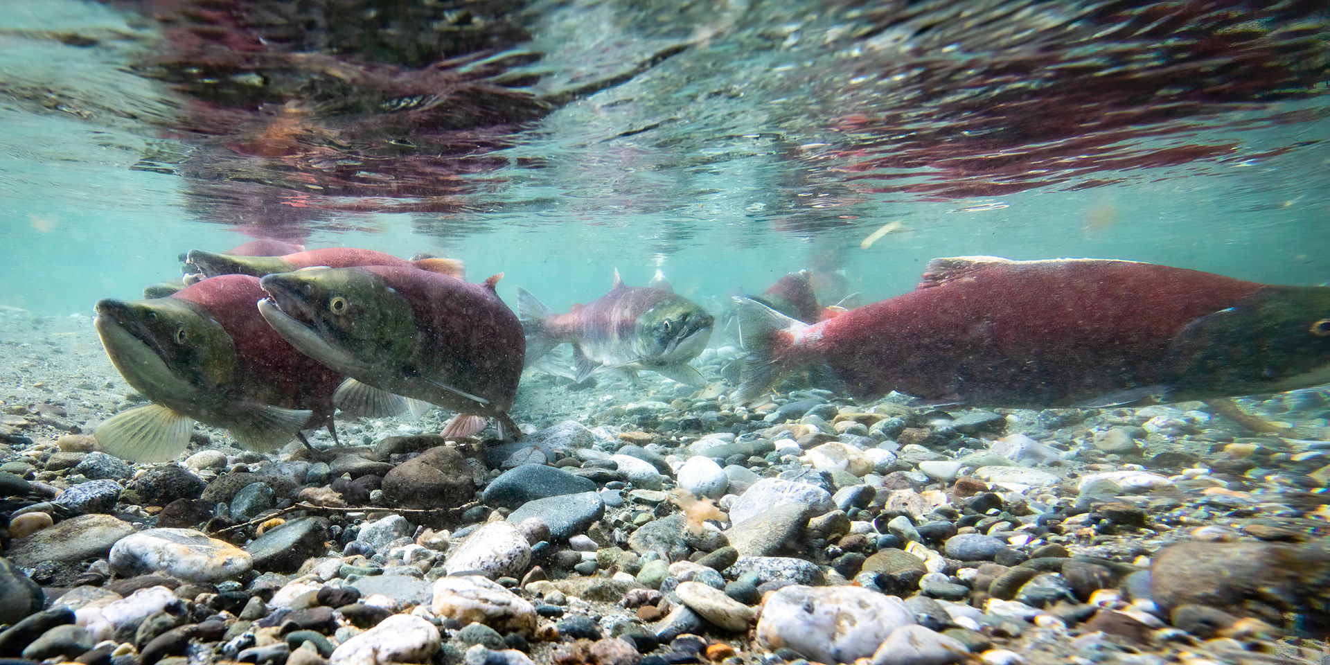 Salmon Last Days