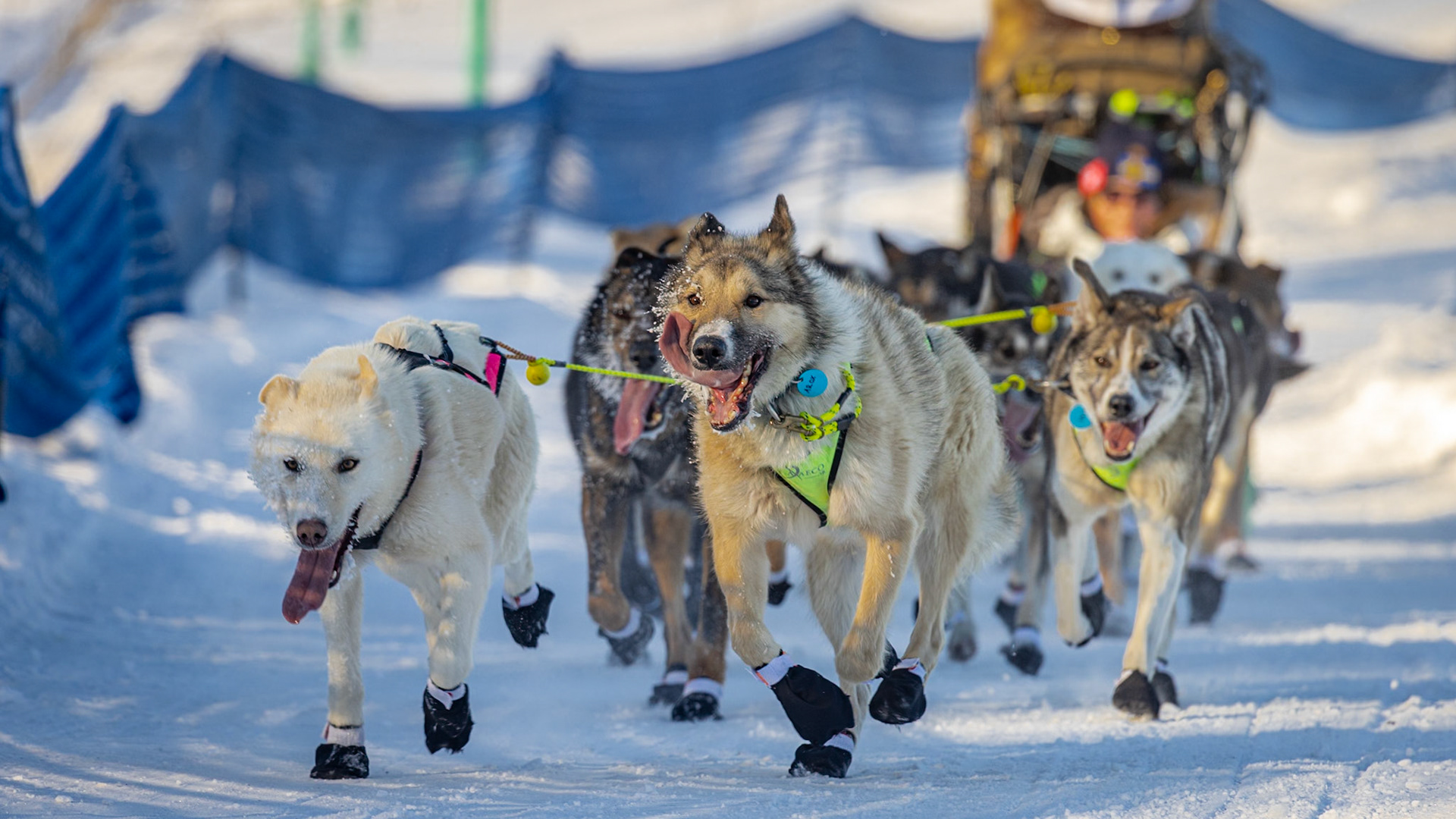 Iditarod Start