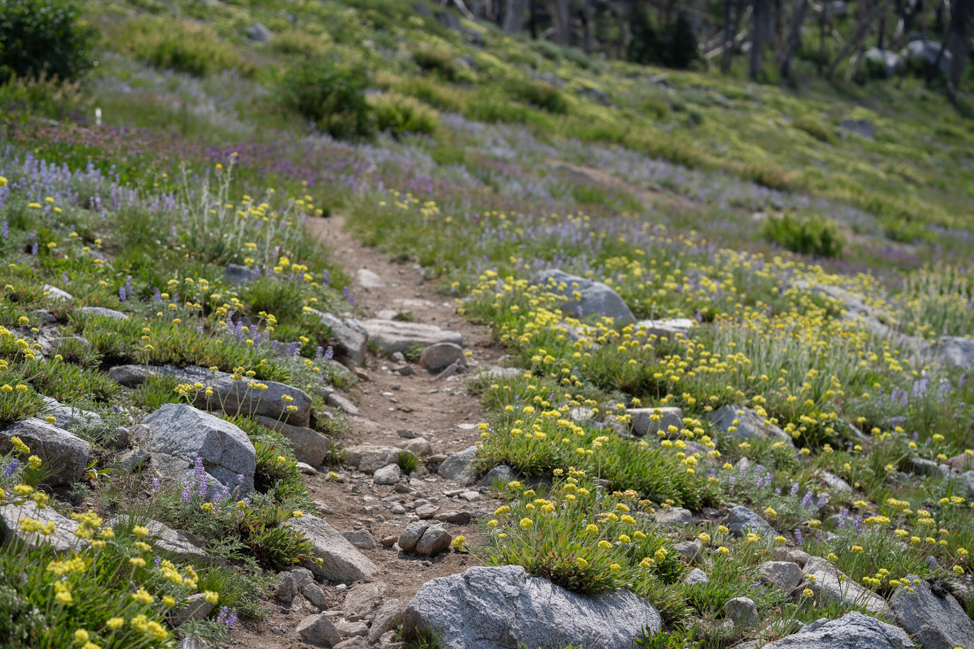 We were delighted by wildflowers everywhere
