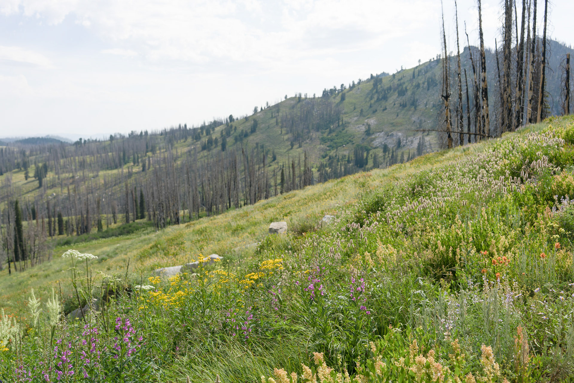 “There’s one!” Brenna exclaims more than once of little chipmunks popping up among wildflowers or darting across the road as we climb switchbacks higher and higher.