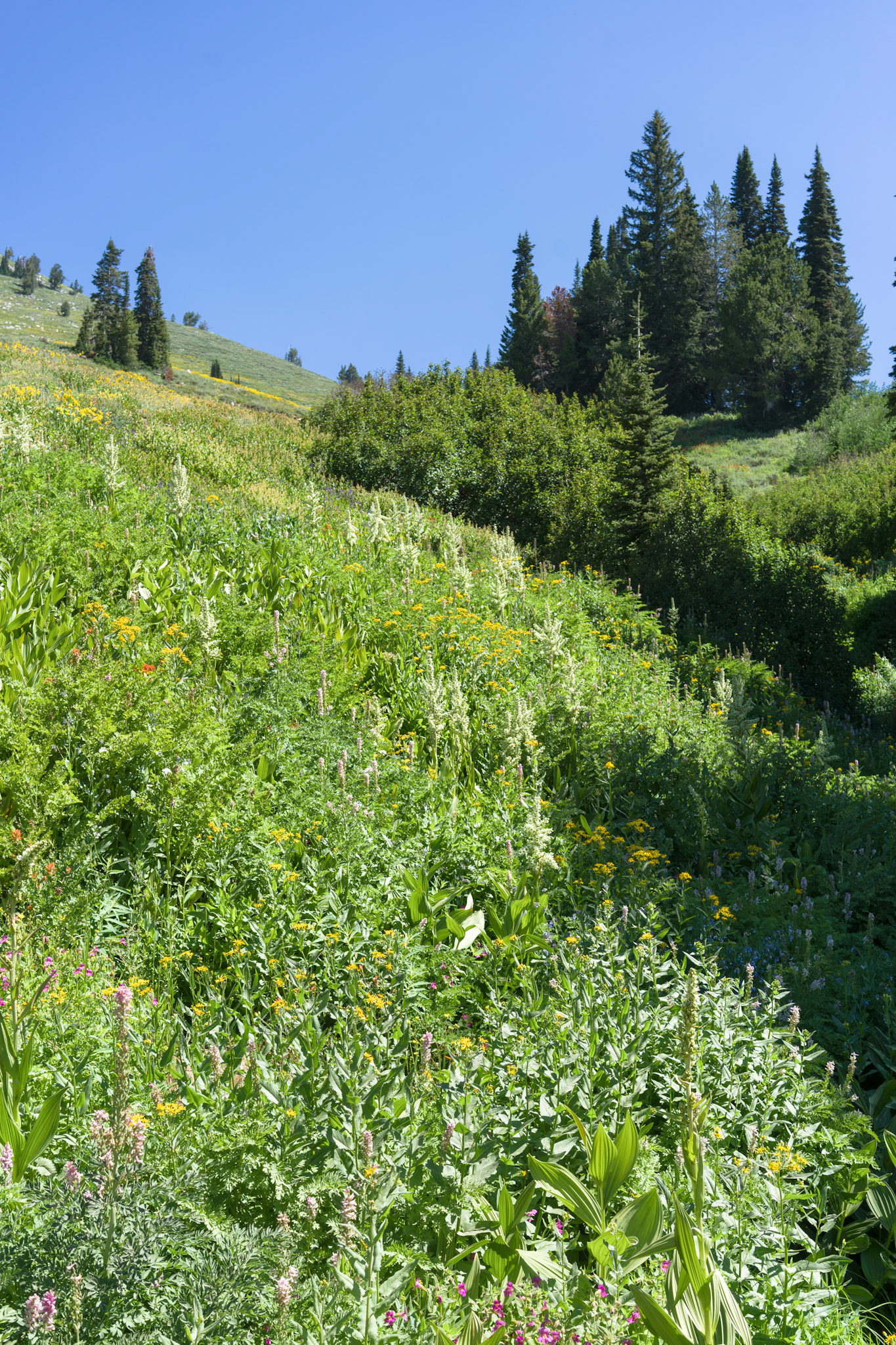 We say goodbye to the fort and little grass island and begin down the mountain.“We’re on a harder level now,” Brenna says as we start into a rockier stretch. It takes me a second to realize she’s expanding the game metaphor I suggested yesterday, picking a line ahead to dodge the biggest bumps.“Yeah,” I acknowledge, “we sure are.” She doesn’t seem much worried about bumps today.